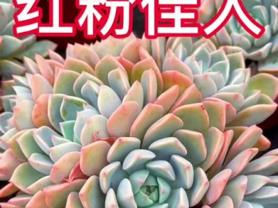 用红粉佳人头像框，打造与主题相关的个性主页（个性化头像框，让你的社交媒体更加吸引人）